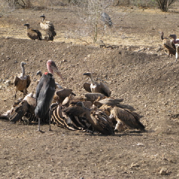 3 DAYS NGORONGORO & TARANGIRE SAFARI